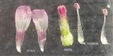 Flower parts